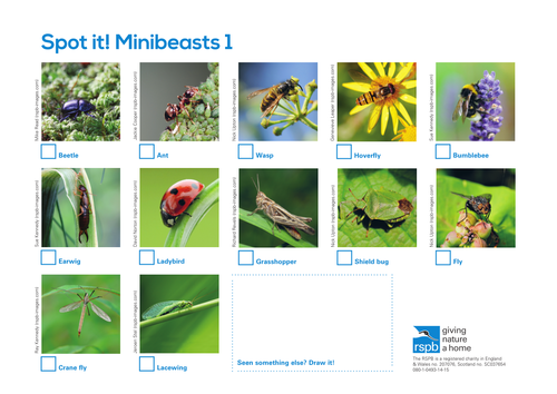 Spot It - Minibeasts