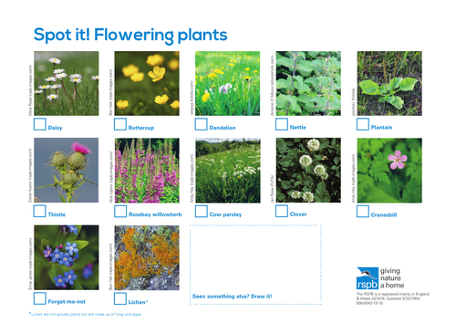 Spot It: Flowering Plants