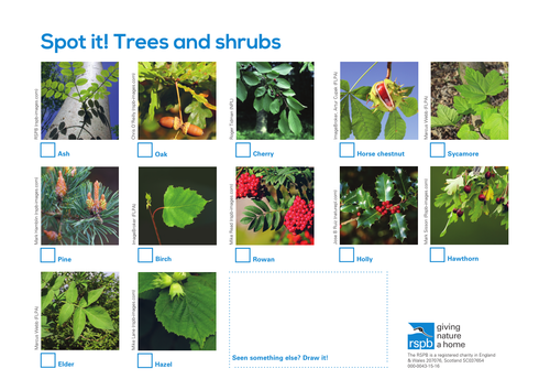Spot It: Trees and Shrubs