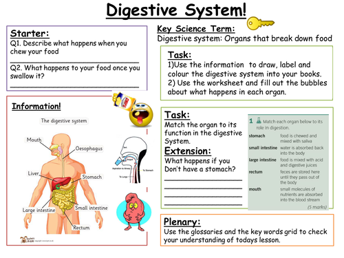 SEN Key Stage 3: Digestive System