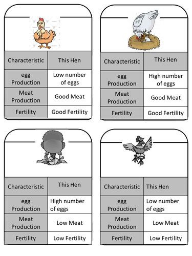 New GCSE 2018 AQA   selective breeding