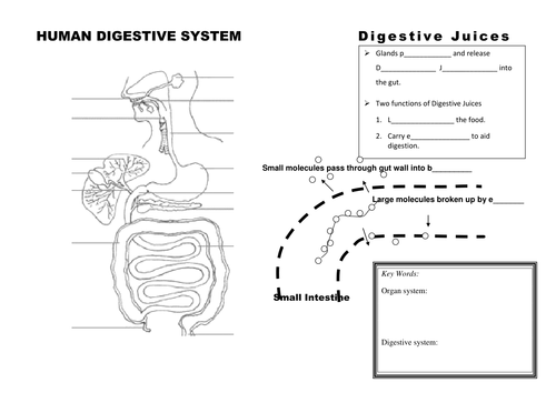 Digestive System - organs and digestion summary