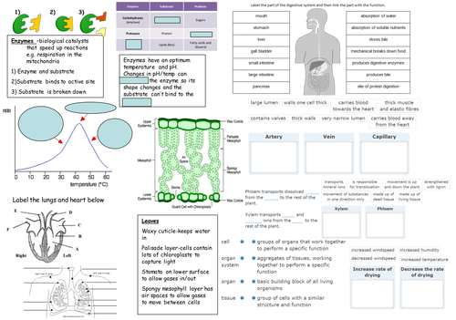 NEW 2016 AQA GCSE Biology - Organisation Revision 