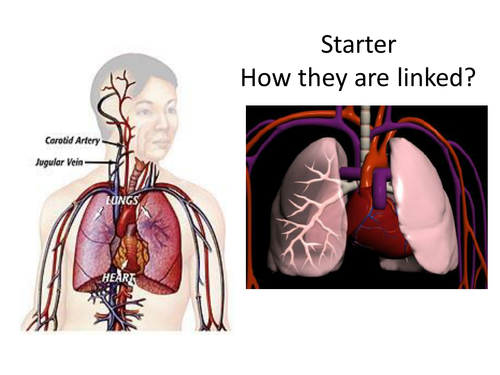B2 - Topic 3 - Heart and the Circulatory System