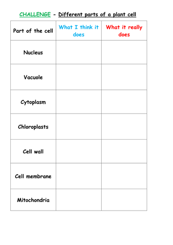 Parts of a plant cell