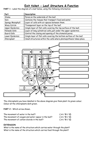 Leaf Anatomy Worksheet