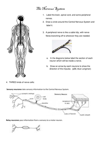 Nervous System summary | Teaching Resources