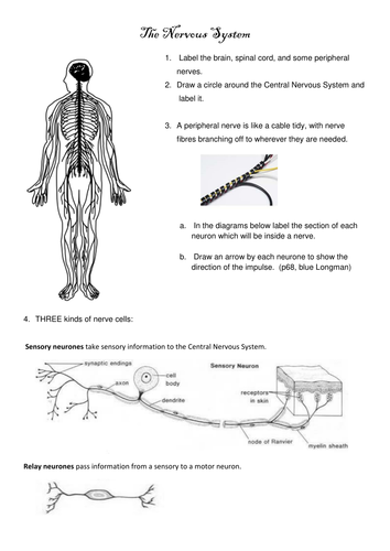 Nervous System summary