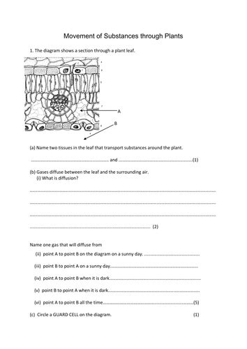 questions animal worksheet Teaching and by jestill Plant Phloem,  Xylem,  Transport