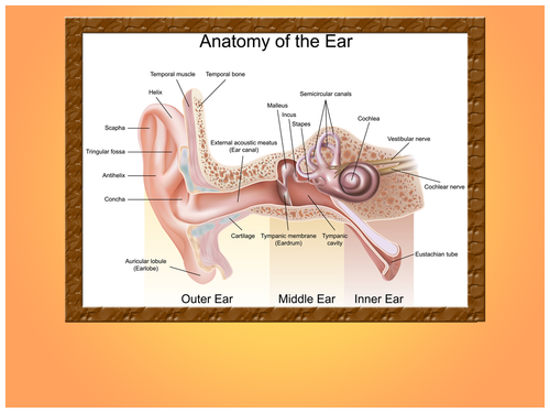 Ear Anatomy PPT Templates