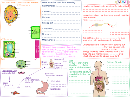 B2 Cells, Tissues, Organs, & Organ Systems Revision Mat