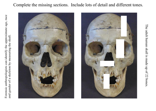 Complete the Missing Sections of Skull (Skeleton) | Teaching Resources