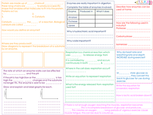 B2 Respiration and Enzymes Revision Mat