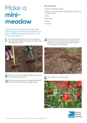 How to: Make a mini meadow