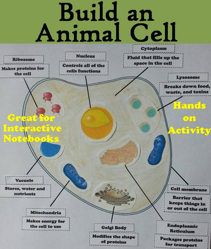 Cell Structures: Build an Animal Cell | Teaching Resources