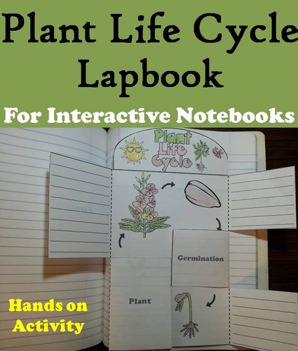 Plant Life Cycle Lapbook | Teaching Resources