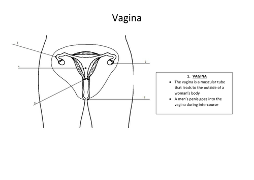 32 Female Reproductive System Diagram Unlabeled - Wiring Diagram List