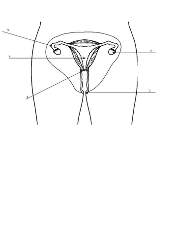Year 7 KS3 Fertilisation
