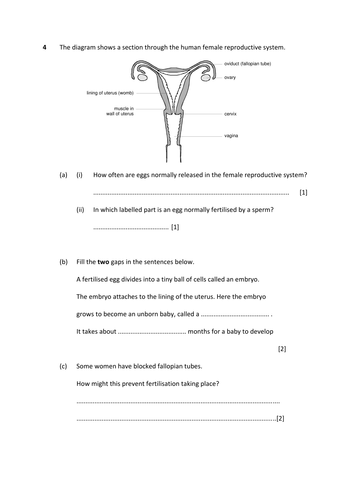 KS 3 Puberty / Menstrual Cycle Worksheets by dazayling - UK Teaching