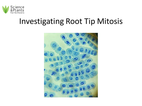 A-level set practicals - root tip mitosis