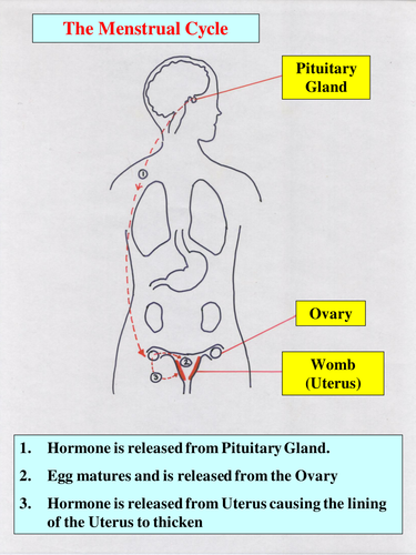 B1 AQA Hormonal Control of Fertility (Menstrual Cycle)