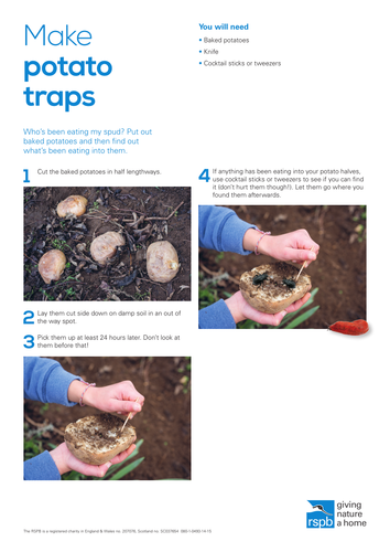 Wildlife Detective: Make a potato trap to attract mini beasts 