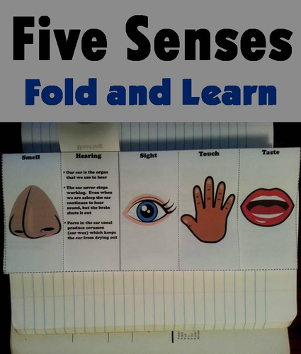 Five Senses Fold and Learn