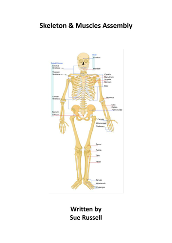Skeleton and Muscles Assembly or Class Play by suesplays | Teaching