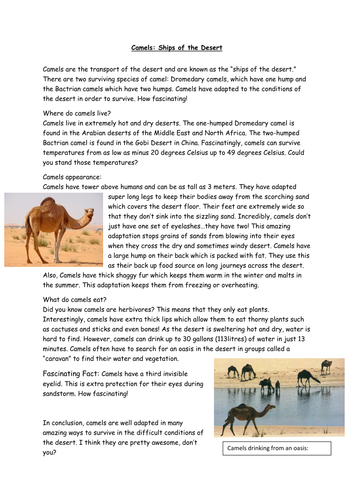 Camel Report for Deconstruction: Non-chronological Reports. by b4005451