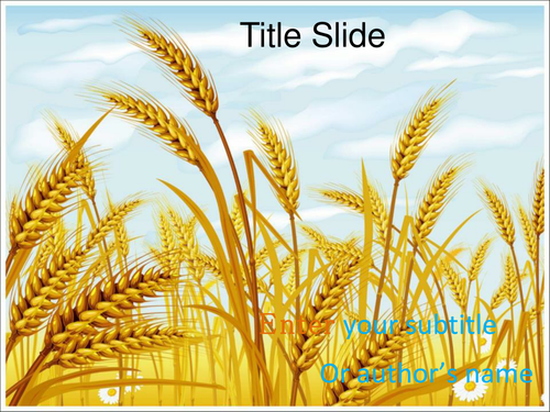 Wheat PowerPoint Template | Teaching Resources