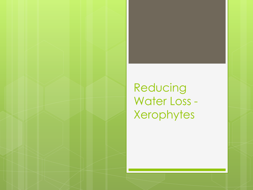 Xerophytes - Reducing Water Loss