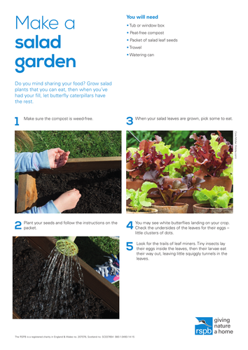 Food and Drink: Make a salad garden
