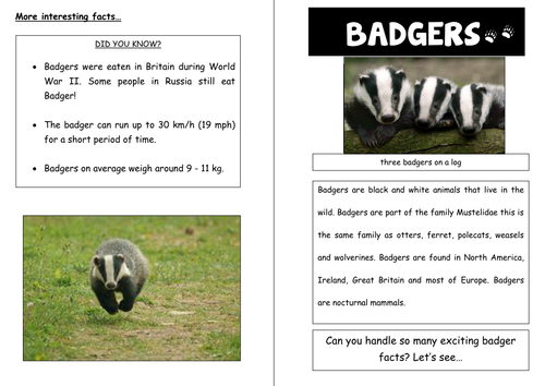 Information leaflet on foxes with example on badgers - planning and resources for at least 5 lessons