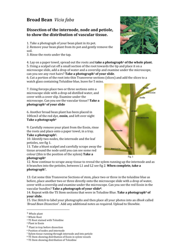 AQA A level Biology Required Practical 5: Broad Bean Plant Dissection 