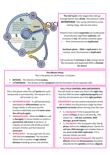 Biology AS Level OCR Revision Notes - Cell Division