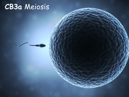 Edexcel CB3a Meiosis