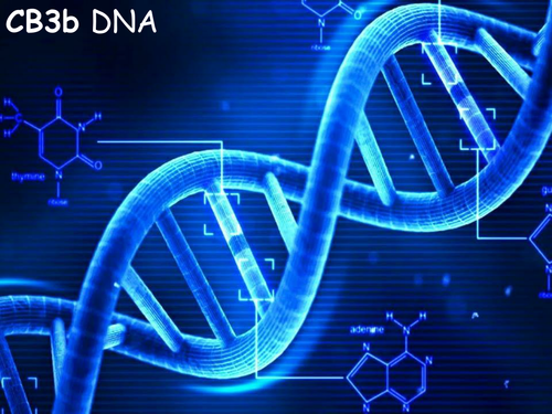 Edexcel CB3b DNA