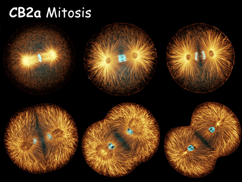 Edexcel CB2a Mitosis