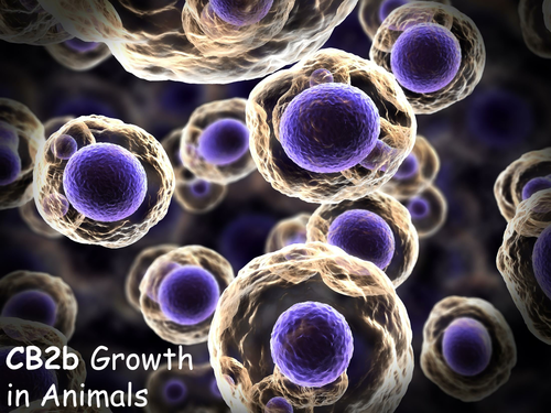 Edexcel CB2b Growth In Animals