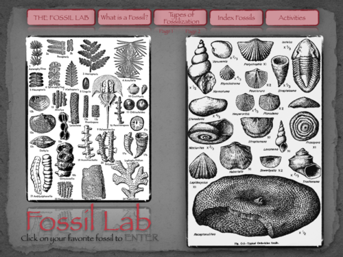 The Fossil Lab Interactive
