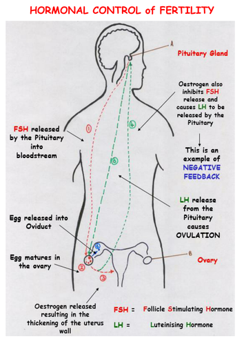 B1 Hormones: Control of the Mentrual Cycle