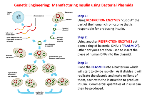 B1 Genetic Engineering: Manufacturing Insulin Summary