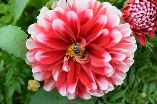 Stock Photo - Zinnia with a Bee