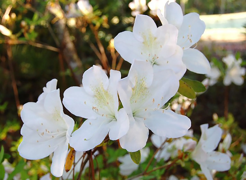 Stock Photo - White Azalea Flowers