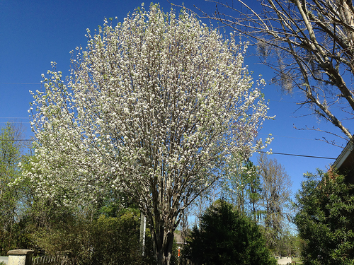 Stock Photo - Bradford Pear Tree