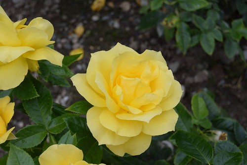 Stock Photo - Yellow Rose Flower