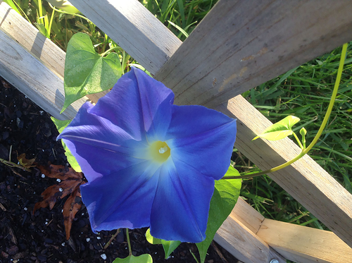 Stock Photo - Blue Morning Glory Flower