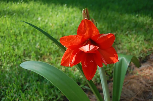 Stock Photo - Amaryllis Flower