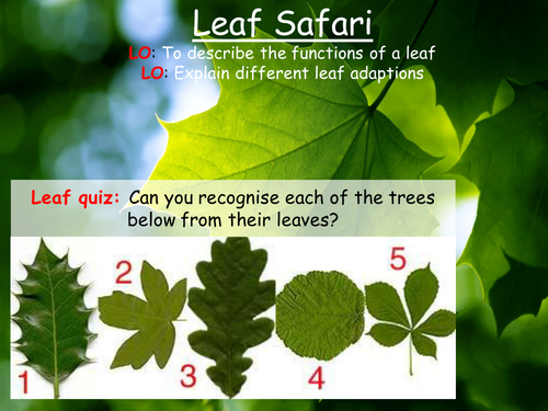 Leaf safari: Leaf function and structure