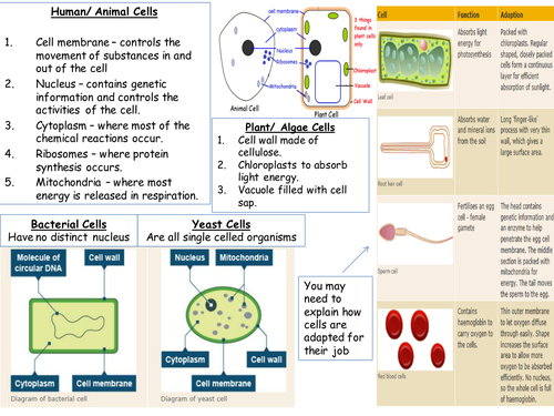 cycles in biology essay mark scheme